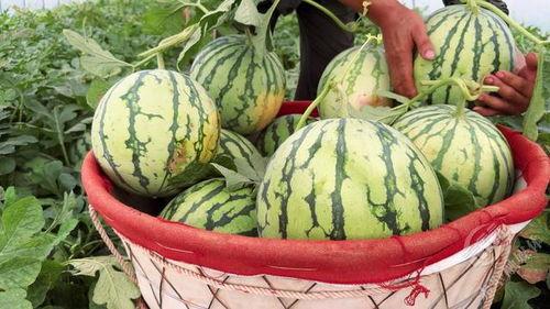 吃村里的瓜,一场别开生面的乡村瓜宴