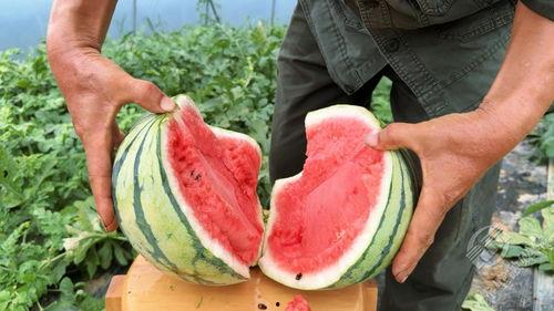 吃村里的瓜,一场别开生面的乡村瓜宴