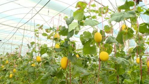 木村吃瓜,揭秘娱乐圈背后的那些事儿