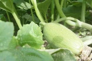 让人吃瓜,揭秘明星背后的秘密