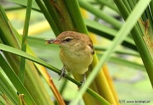 莺母吃瓜群,揭秘娱乐圈幕后趣闻