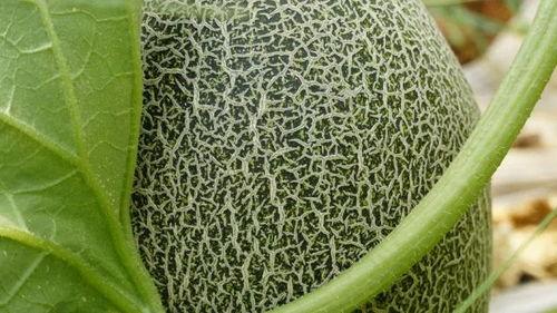 吃瓜杨,网络红人的崛起与影响力