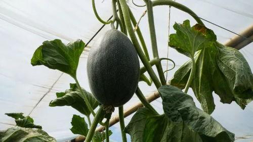 吃瓜杨,网络红人的崛起与影响力