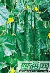 怎么吃瓜叶,轻松学会瓜叶的多样吃法