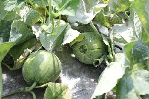 怎么吃瓜叶,轻松学会瓜叶的多样吃法