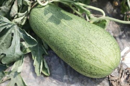 怎么吃瓜叶,轻松学会瓜叶的多样吃法