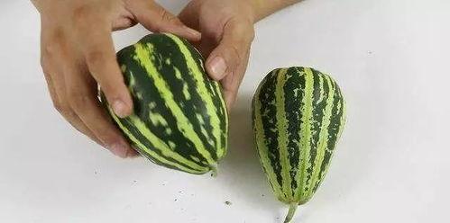 吃瓜季甜瓜视频