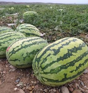 硒砂瓜无瓜柄怎么吃,美味依旧，口感升级