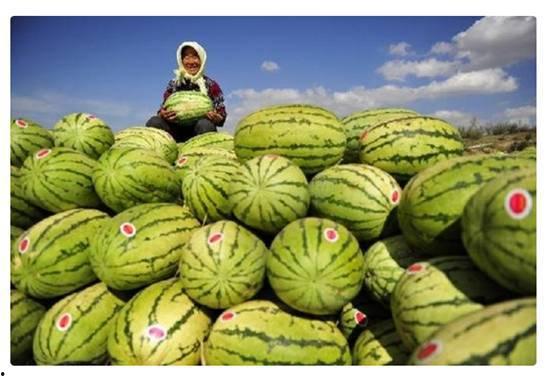 硒砂瓜无瓜柄怎么吃,美味依旧，口感升级