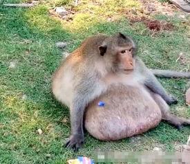 偷瓜吃猴子,一场趣味横生的森林冒险