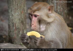 偷瓜吃猴子,一场趣味横生的森林冒险