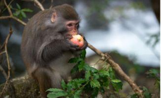 偷瓜吃猴子,一场趣味横生的森林冒险