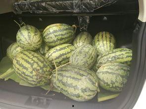 学校搬凳子吃瓜,共享欢乐时光