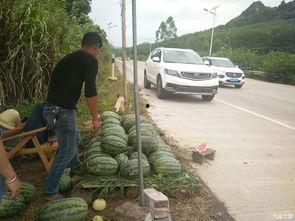 学校搬凳子吃瓜,共享欢乐时光