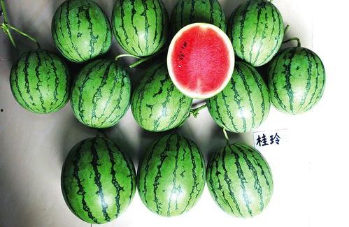 富宁吃瓜新闻,揭秘当地热点事件背后的真相与笑料