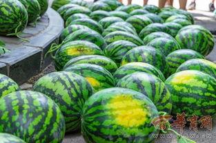 学校吃瓜的地方,揭秘校园里的秘密角落