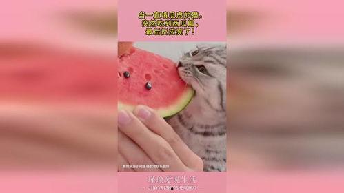 脑袋瓜吃瓜皮,吃瓜皮中的生活哲学