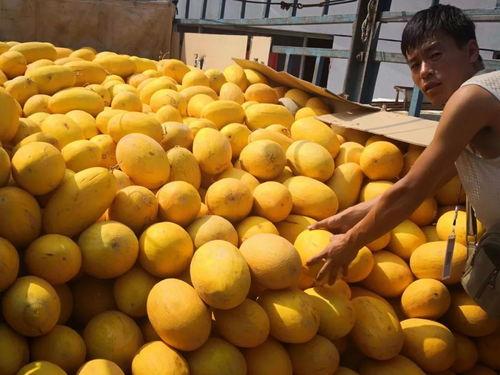 旗瓣吃瓜,揭秘瓜界新潮流