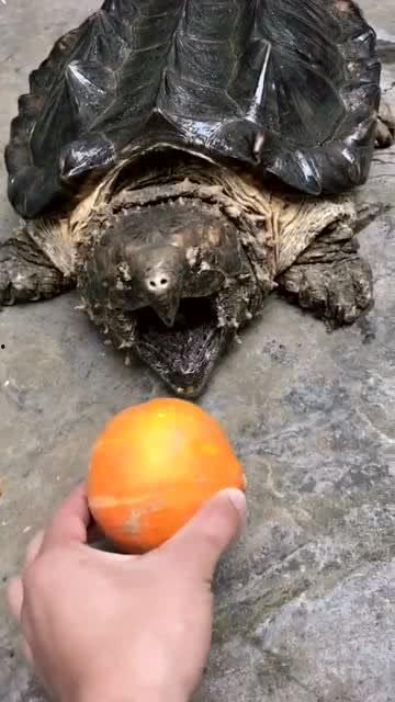 王八吃瓜,揭秘娱乐圈背后的秘密与八卦