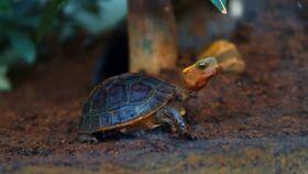 王八吃瓜,揭秘娱乐圈背后的秘密与八卦