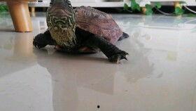 王八吃瓜,揭秘娱乐圈背后的秘密与八卦