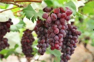 吃了瓜可以吃葡萄吗,吃了瓜，葡萄也能轻松入口