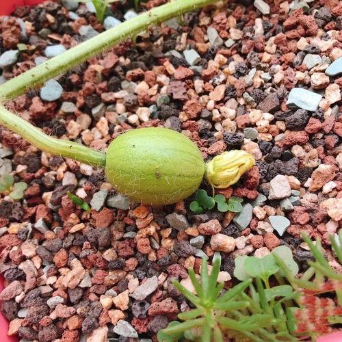 吃瓜往事回顾,那些年我们一起追的“瓜”