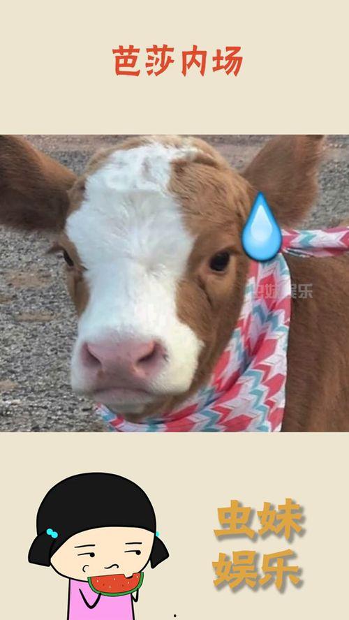 抖音吃瓜扇子,揭秘网络热点的幕后故事