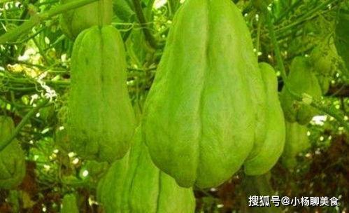 烧菜吃的佛手瓜,家常烧菜新宠