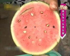 孕期吃捎瓜,捎瓜助力母婴健康