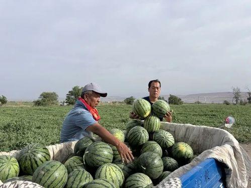 玉林吃瓜攻略,一场味蕾的“吃瓜”盛宴攻略