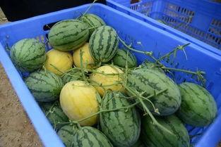 重工商吃瓜群,揭秘校园热点背后的故事