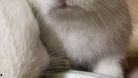 灰兔吃角瓜,灰兔的角瓜美食之旅