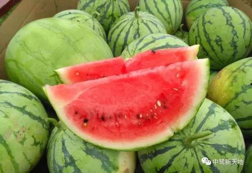 瓜能一起吃,美味与健康同行