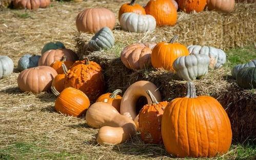 围炉吃瓜作品,揭秘娱乐圈背后的故事与真相