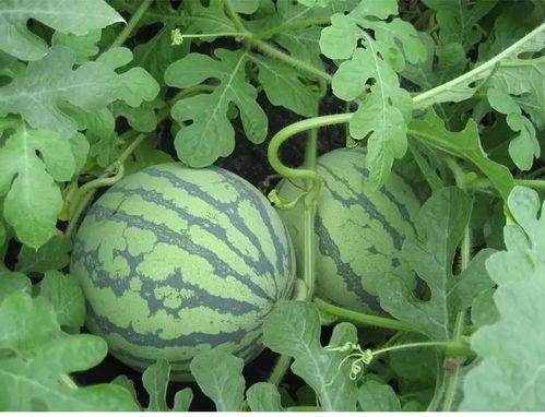 吃瓜李阿特,揭秘娱乐圈背后的瓜田秘闻