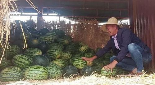 李瓜怎么吃,解锁美味新境界