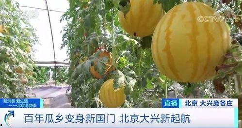 回家吃瓜的视频,揭秘家庭欢乐时光