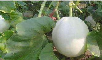 清朝吃白兰瓜图片,白兰瓜的华丽亮相