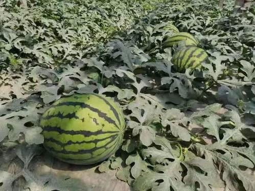 寿光城西吃瓜,瓜香四溢的夏日美食之旅