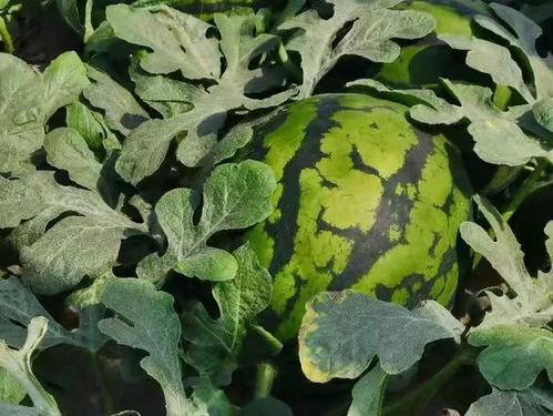 寿光城西吃瓜,瓜香四溢的夏日美食之旅