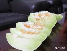 珠子直播吃瓜,一场别开生面的吃瓜盛宴