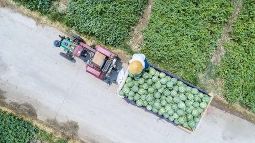 河南水利吃瓜