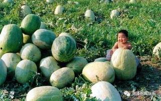 市二医院吃瓜,揭秘背后的真相与反思