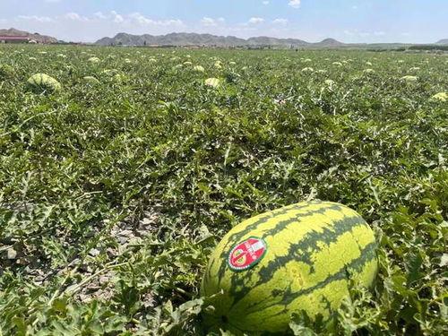 宁夏建校吃瓜,校园生活里的甜蜜与欢笑